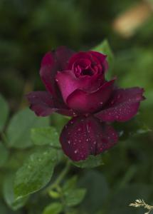 Hans